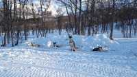 Fra venstre: Sukker, Leina, Misha, DeeDee