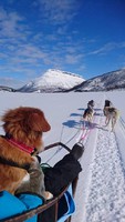 Lyra sitter sitter på. Foto: Ann Iren