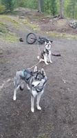 Lupin og Misha venter på DeeDee. Klar for tur