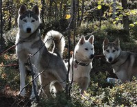Soica, Arven og Kenai på Line