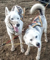Bjørgaskogen's CA Iroh & Arven av Vargevass
