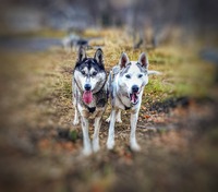 Tanana og Zuko