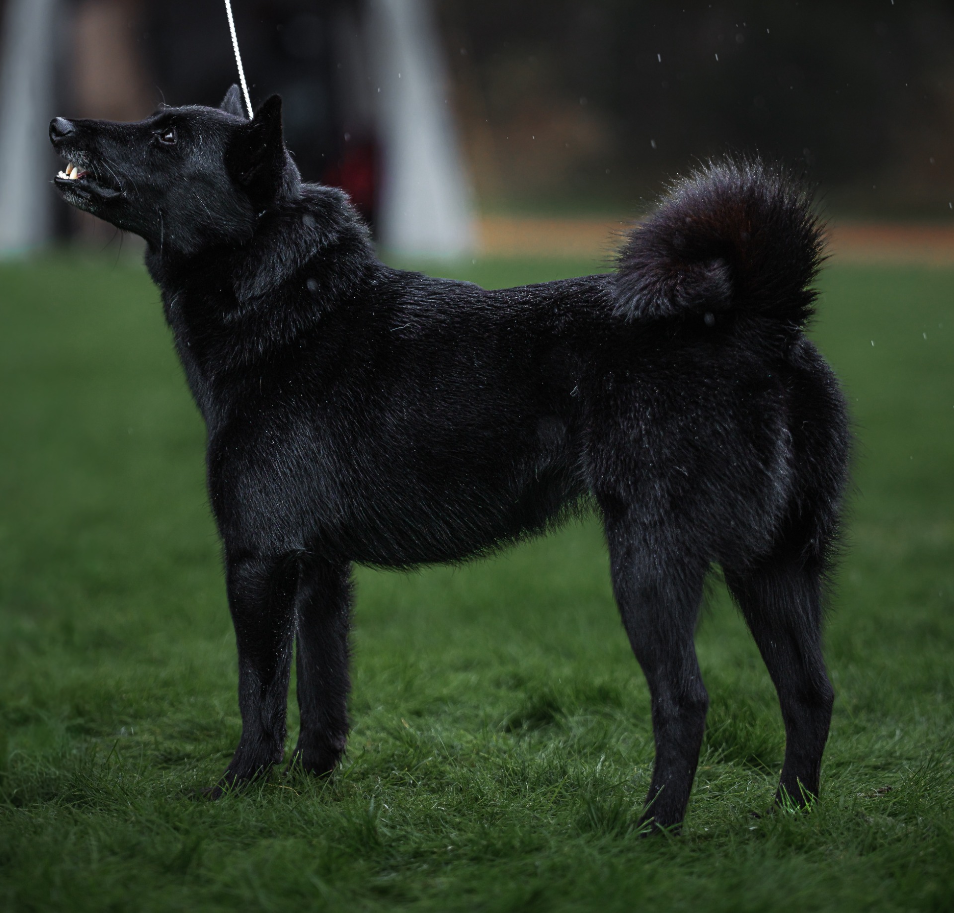 Mor: NO SE FI UCH N J(B)CH SEJ(Le)CH Ittugaisas Chygge