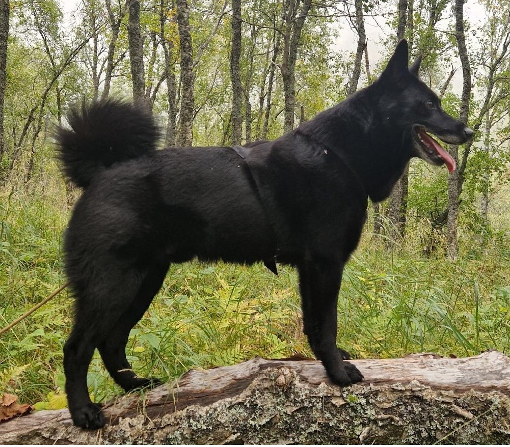 Far: N J(B)CH N UCH BJØRGASKOGENs B Nero