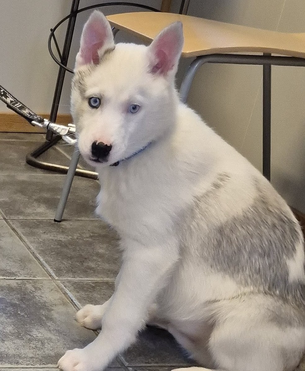 Bjørgaskogens BR Tamao