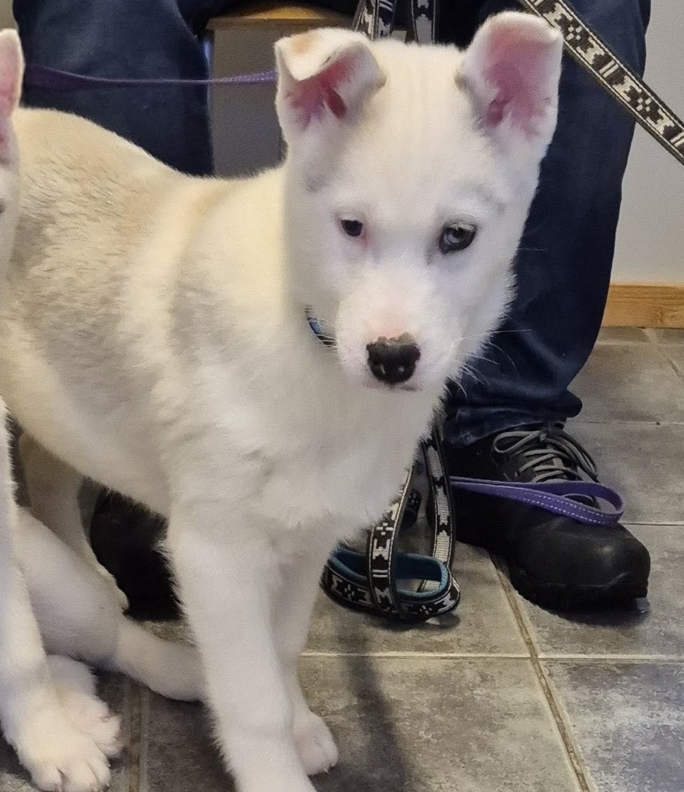 Bjørgaskogens BR Mikey