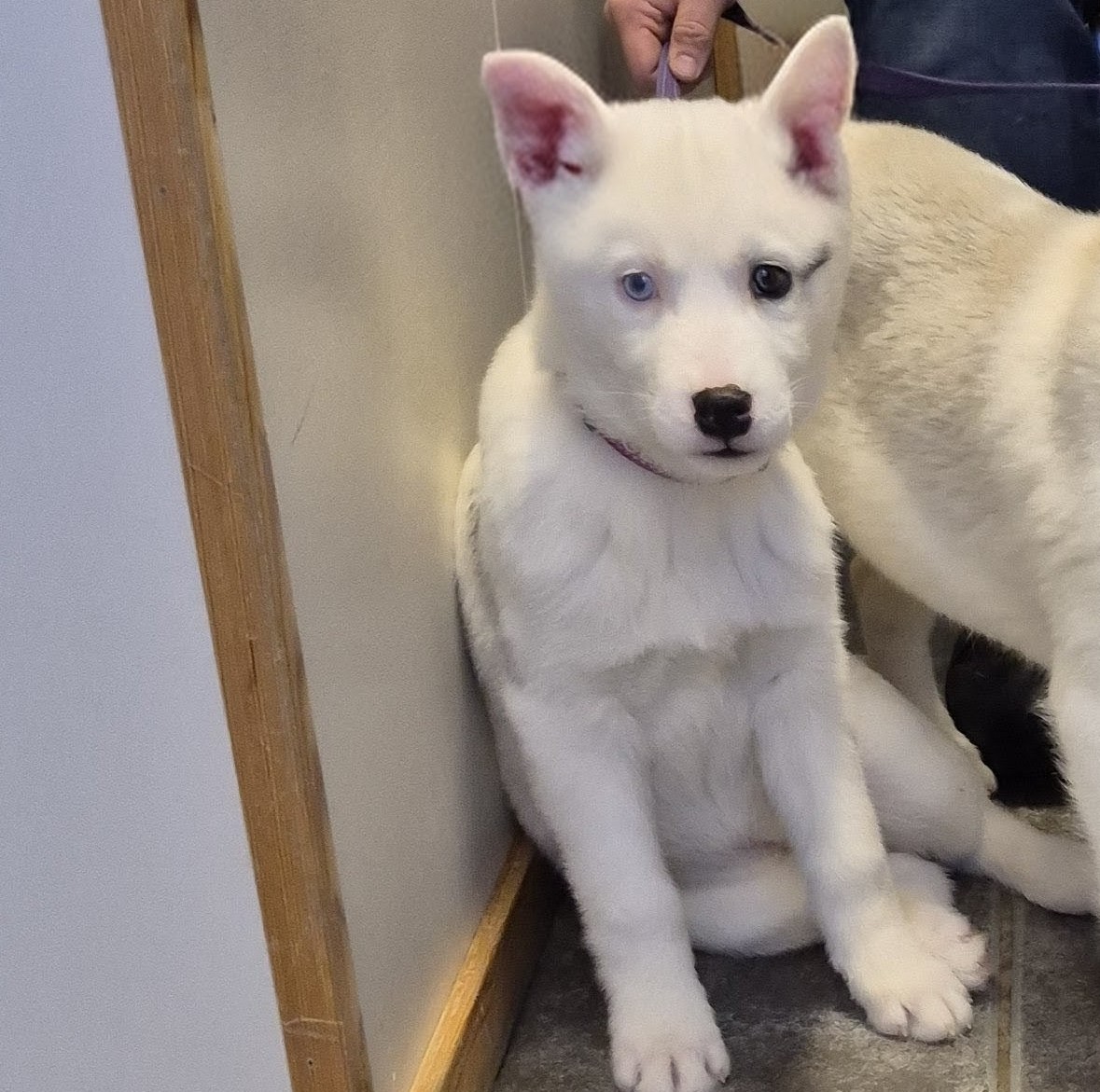 Bjørgaskogens BR Sparky