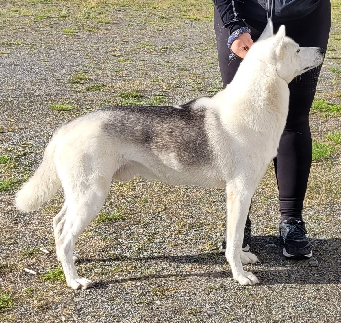 NO UCH TCH Bjørgaskogens CA Iroh CK CERT CHAMPION brukshundklasse siberian husky NO40124/20