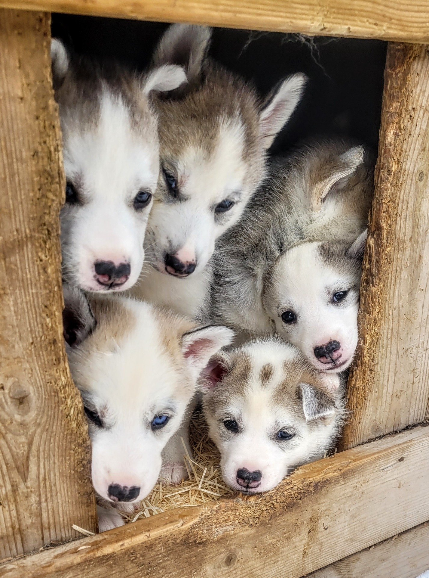 Registrert Siberian Husky valp fra Bjørgaskogen Kennel med allsidige brukslinjer og utstillingsmeritter.