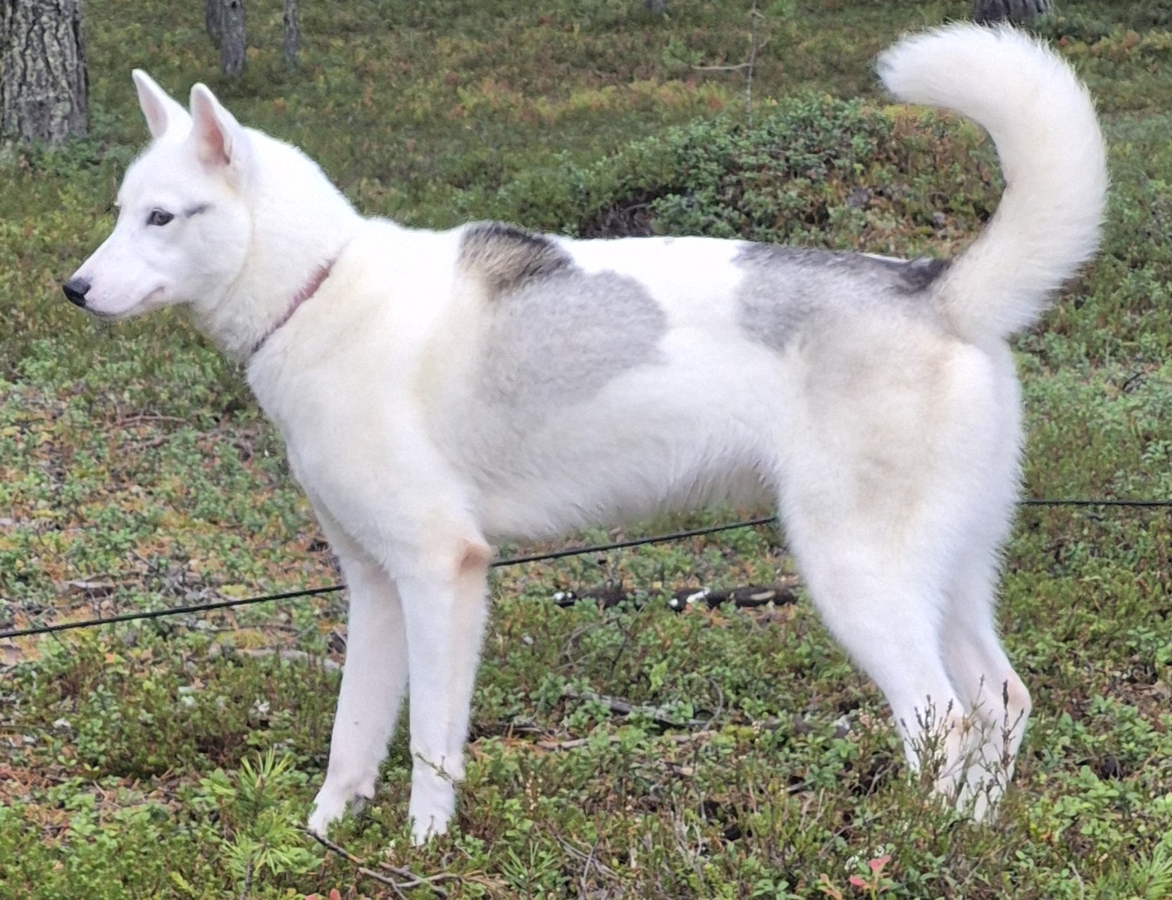 Bjørgaskogens BR Sparky. HP valp Bir Valp. Siberian husky NO53504/25