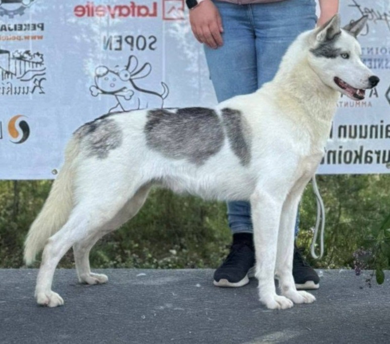Siberian valper fra brukslinjer som også er utstilt, FI MVA, FI JMVA, Finsk Utstillingschampion, Finsk Juniorutstillingschampion, Rovaniemi KV, BIM utstilling, CACIB, Suomen Siperianhuskyseura, rasespesial, REK løp, REK-klasse, finsk trekkhundprøve, rasevinnende løpslinjer, korrekt pelshabitt, dual-purpose trekkhundvalper, valp til salgs, Icesmile's Neqleq, Nekku
Siberian valper fra brukslinjer som også er utstilt, FI MVA, FI JMVA, SM-REK-10-26, Finsk Utstillingschampion, Rovaniemi KV, BIM utstilling, CACIB, rasespesial, REK løp, gonioskopi fri, rasevinnende løpslinjer, Icesmile's kennel, dual-purpose trekkhundvalper, valp til salgs, Icesmile's Neqleq, Nekku